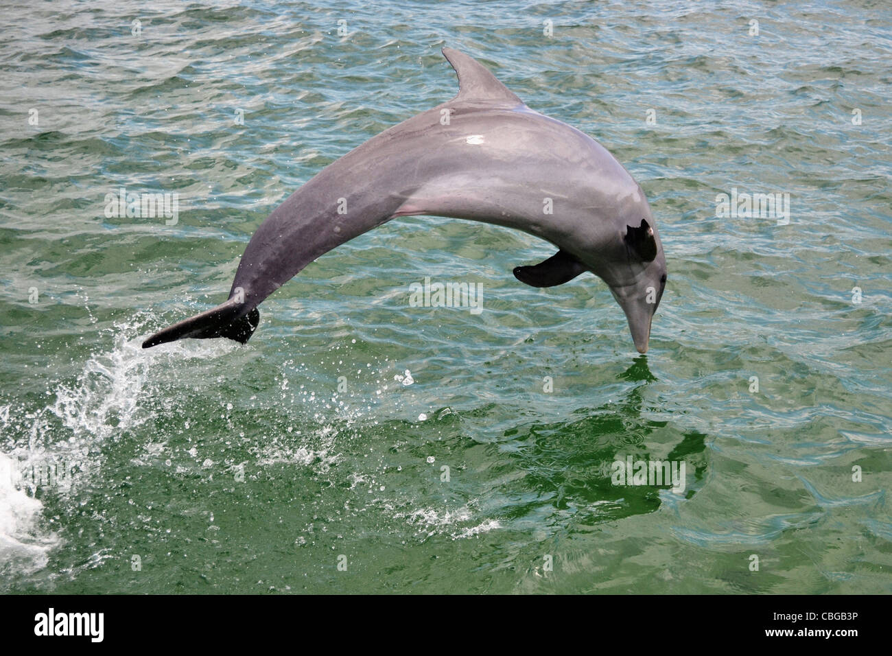 Un delfino saltare in mare, Havana, Cuba Foto Stock
