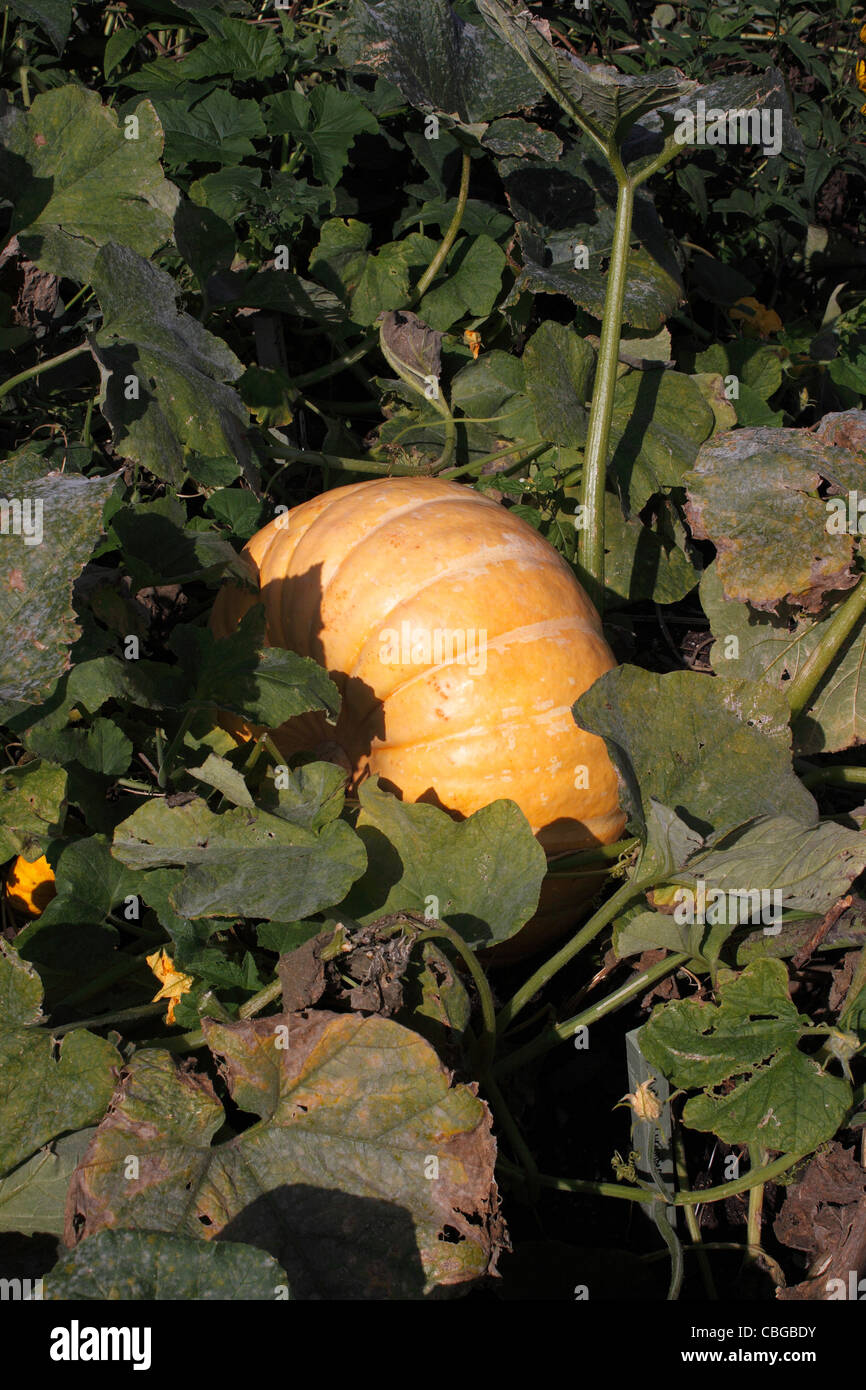 CUCURBITA. La Zucca Honey Bear. Foto Stock