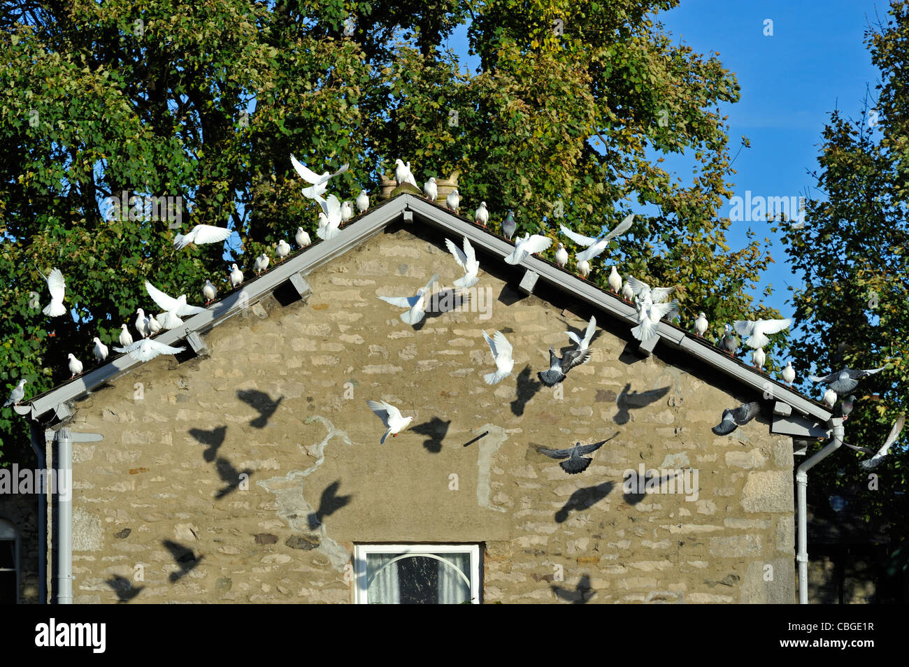 Le colombe, Piccioni, Casa e alberi. Il Coach House, bestia banche, Kendal Cumbria, England, Regno Unito, Europa. Foto Stock