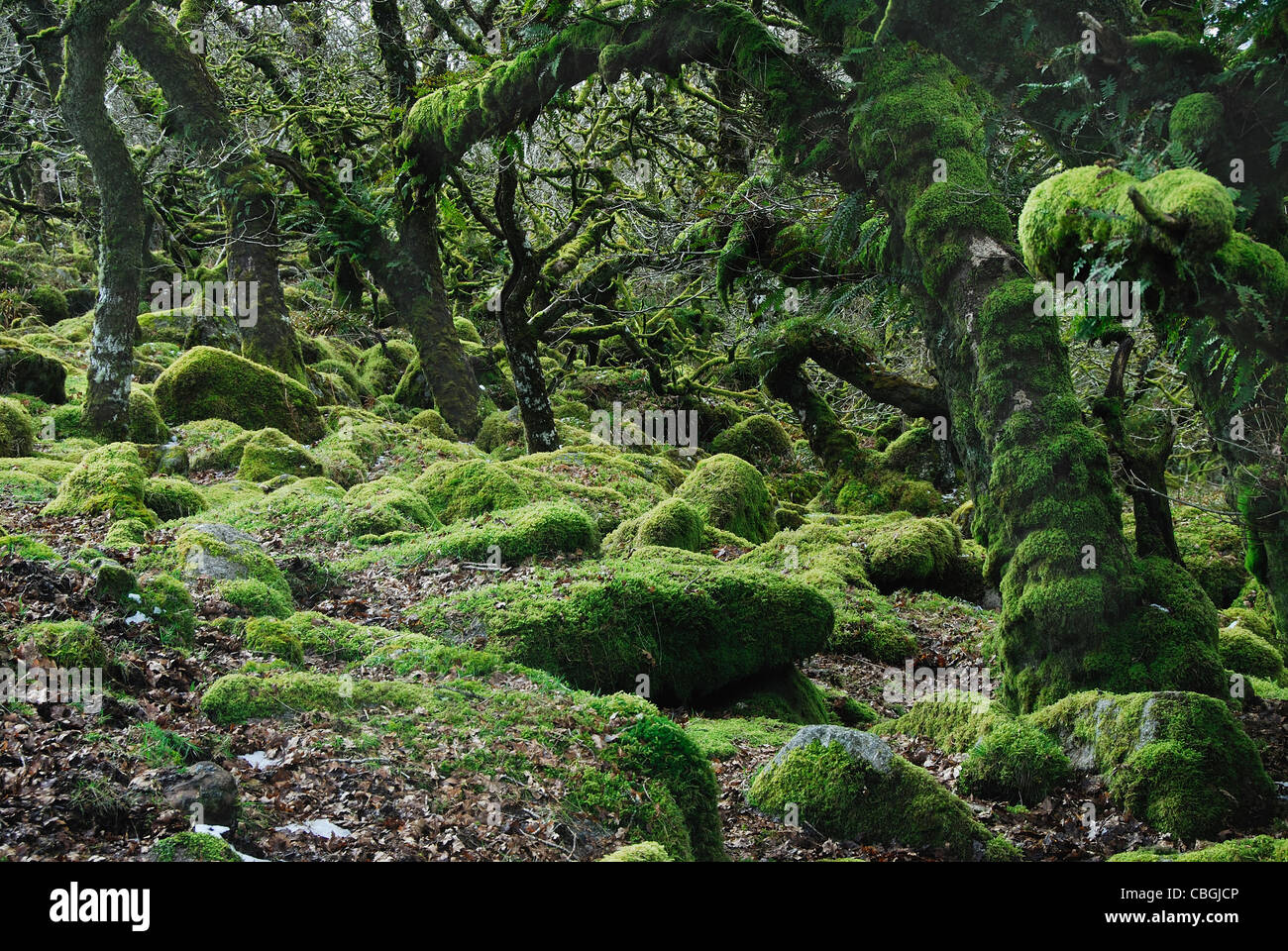 Wistman il legno, il Parco Nazionale di Dartmoor, REGNO UNITO Foto Stock