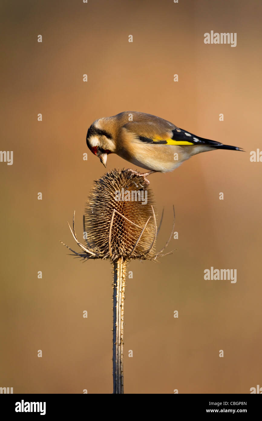 Cardellino Carduelis carduelis esaminando una testa teasel per semi in inverno Foto Stock
