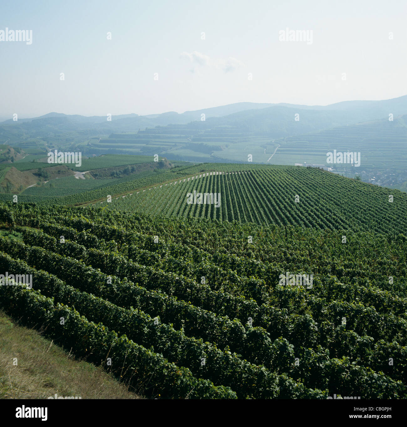 Vista dei vigneti terrazzati nella regione Kaiserstuhl, Germania Foto Stock