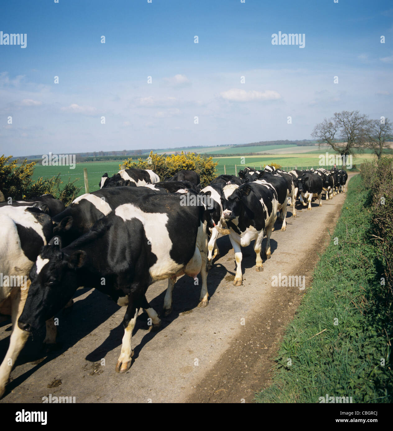 Holstein mucche frisone passeggiando per le strade di campagna per la mungitura Foto Stock