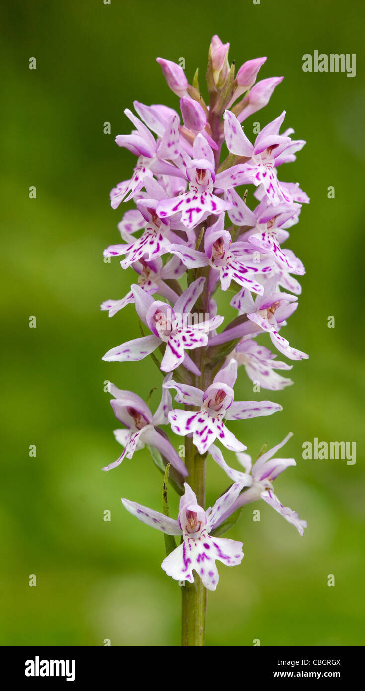 Common Spotted orchidea Dactylorhiza fuchsii flower spike Foto Stock
