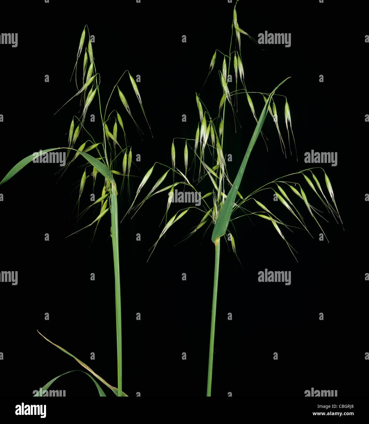 Avena selvatica (Avenua fatua) pannocchie contro uno studio su sfondo nero Foto Stock