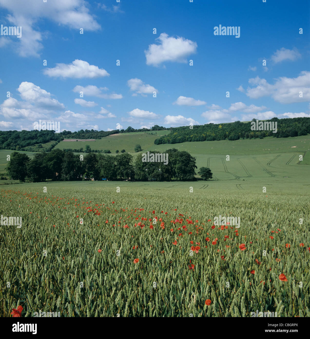 Vista su downland coltivazione di grano in orecchio con papaveri fioritura sul fiune giorno di estate Foto Stock