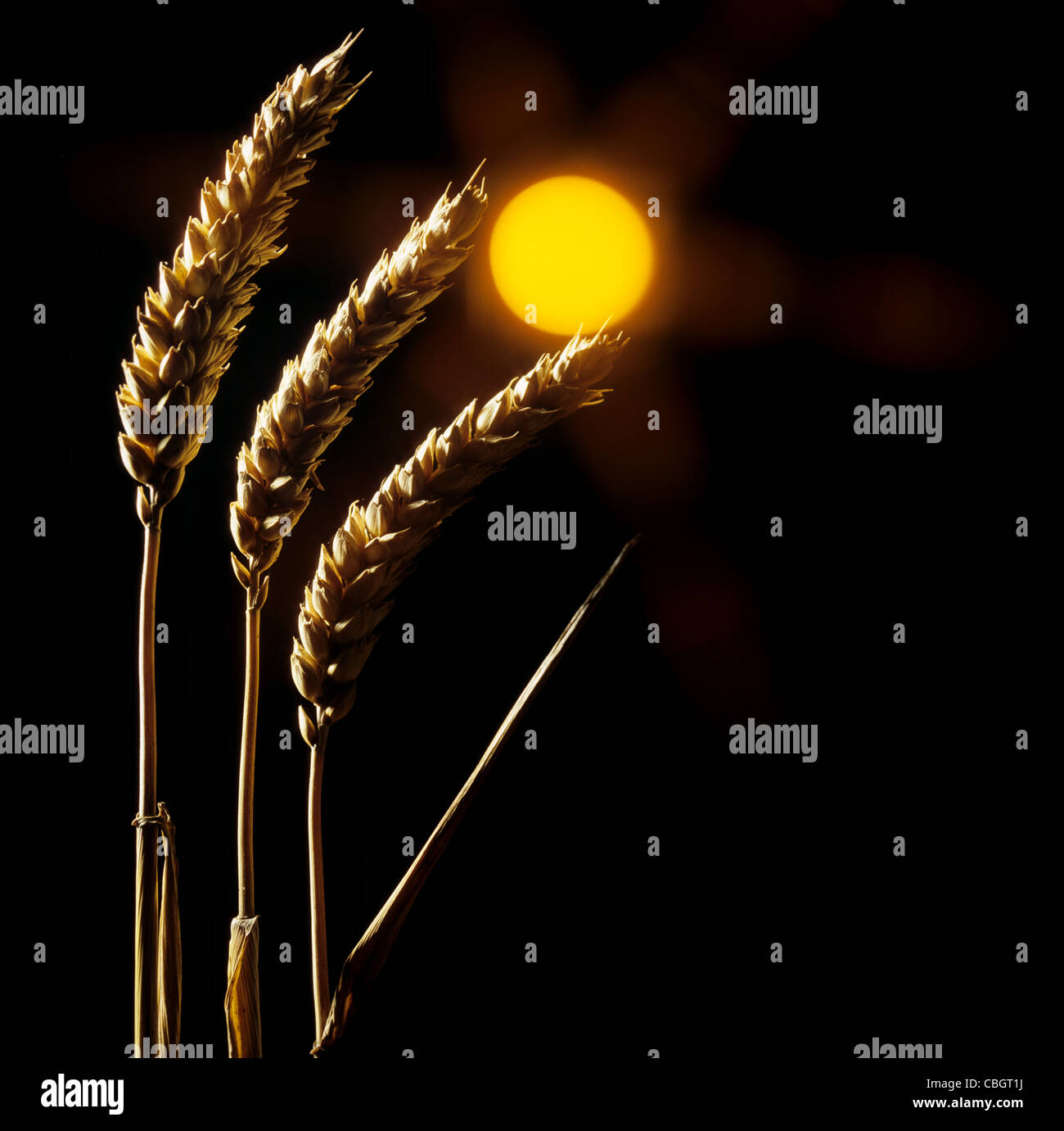 Stilizzato e spighe di grano curvato verso un sole con raggiera nero e arancione Foto Stock