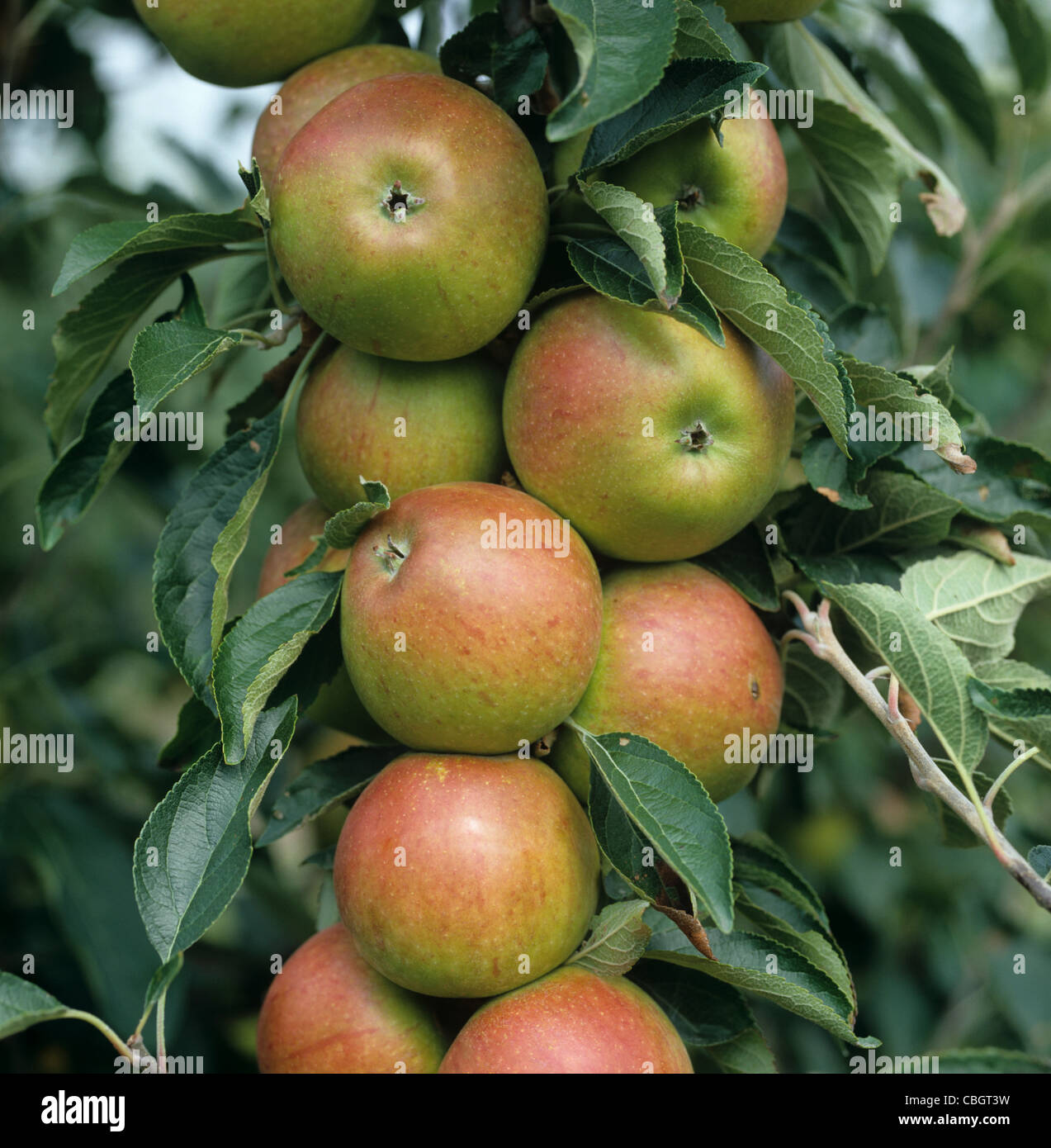 Mele Cox (l'EMLA clone) frutti maturi sulla struttura ad albero Foto Stock