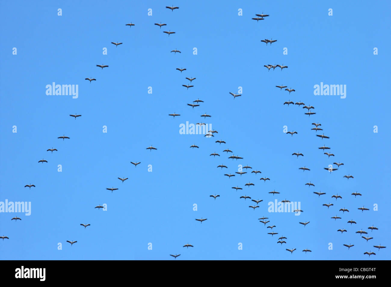 Gru, migrazione di uccelli, formazione volo, Germania Foto Stock