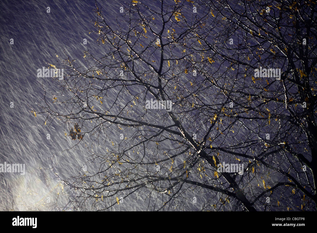Pioggia e neve tempesta di pioggia, albero si muove nel vento, di notte. Foto Stock