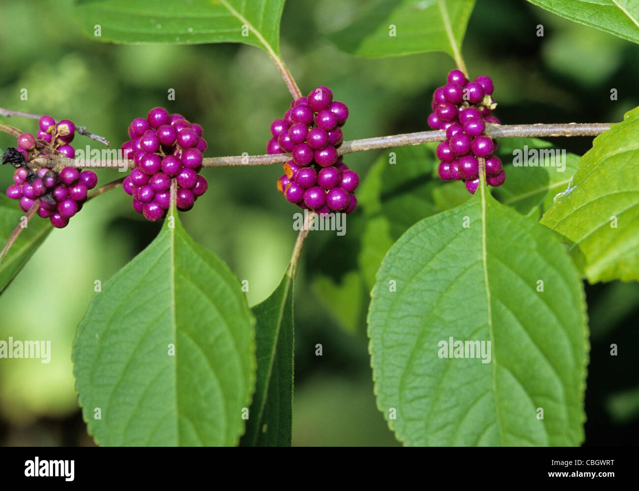 Callicarpa americana American beautyberry, un preferito impianto paesaggistico dell'America del Sud. Foto Stock