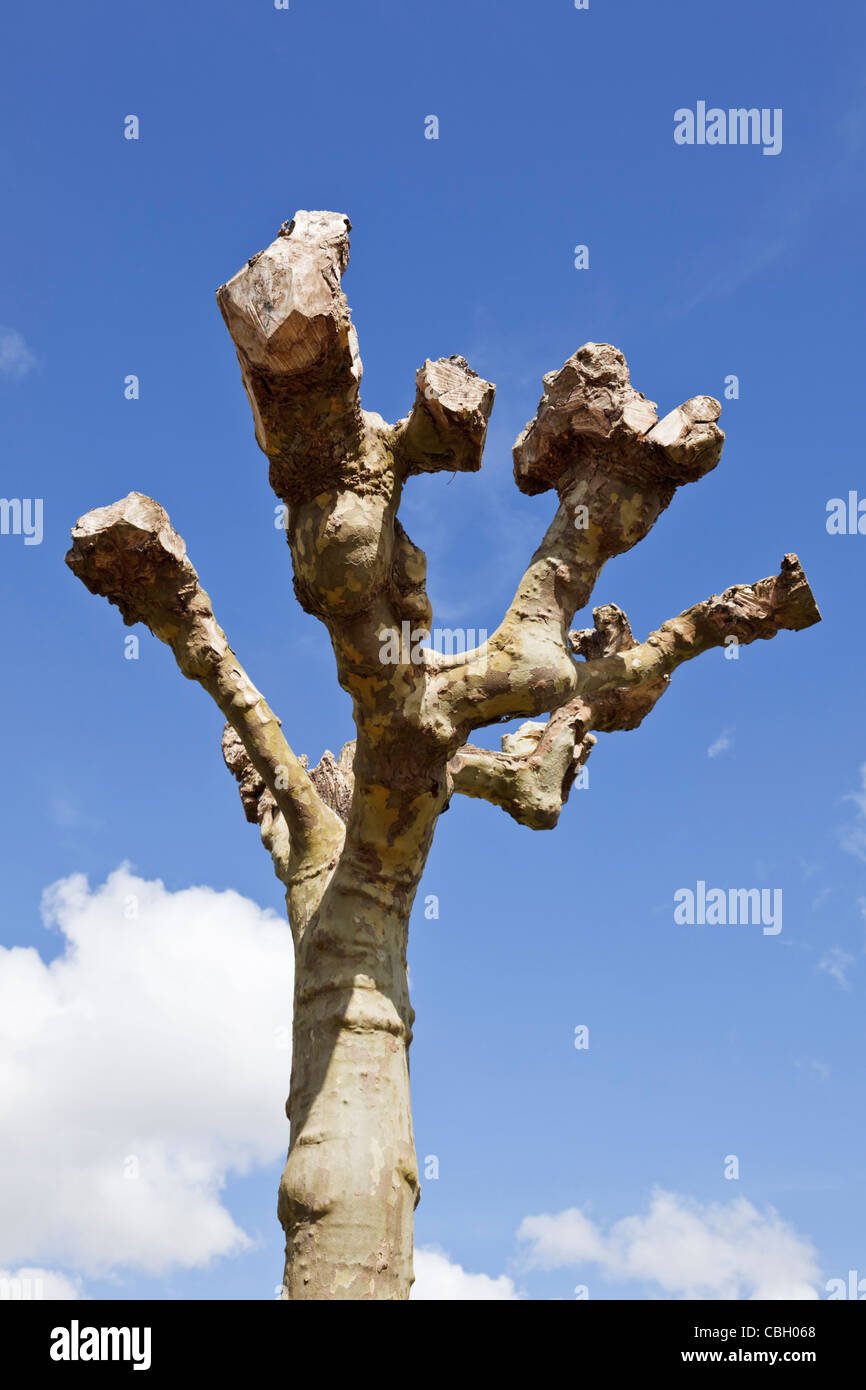 Pollarded tree, cut back in primavera Foto Stock