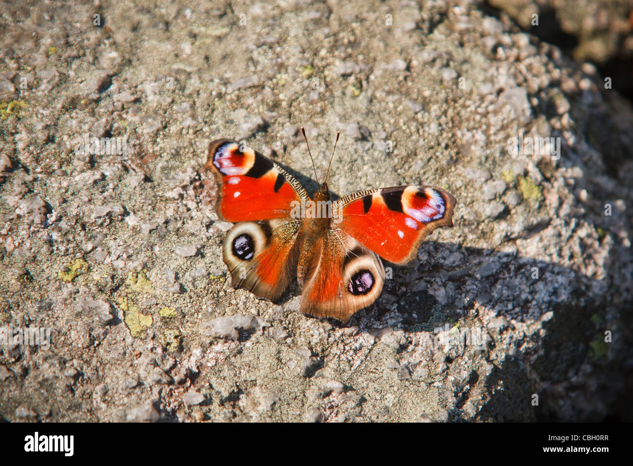 Farfalla pavone (Inachis io) su una pietra. Foto Stock