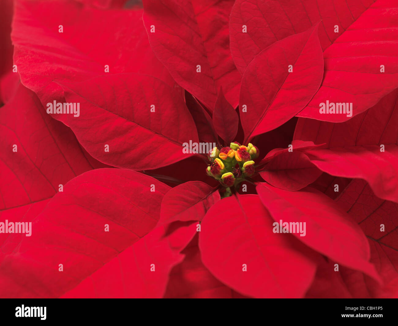 Primo piano della Poinsettia - rosso fiore di Natale foglie sfondo astratto Foto Stock