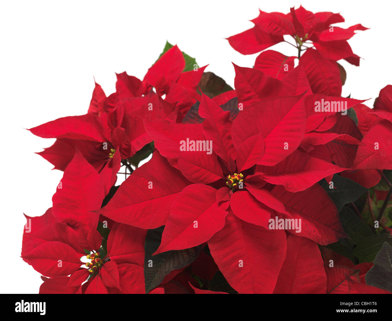 Poinsettia - rosso fiore di Natale lascia isolati su sfondo bianco Foto Stock