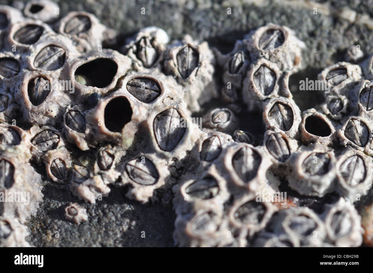 barnacles di ACRON Foto Stock