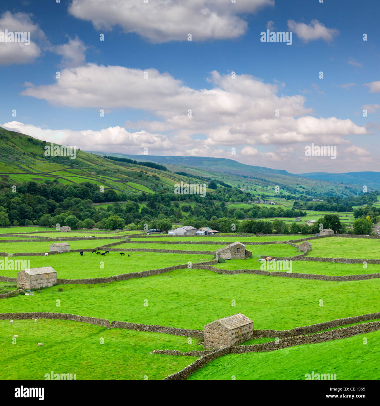 Una scena pacifica in Swaledale, North Yorkshire, Inghilterra, con terreni agricoli, i fienili e i muri in pietra a secco. Foto Stock