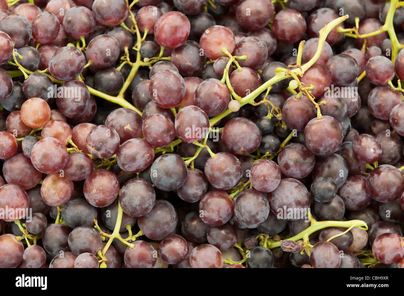 Appena prelevato uva in autunno Foto Stock