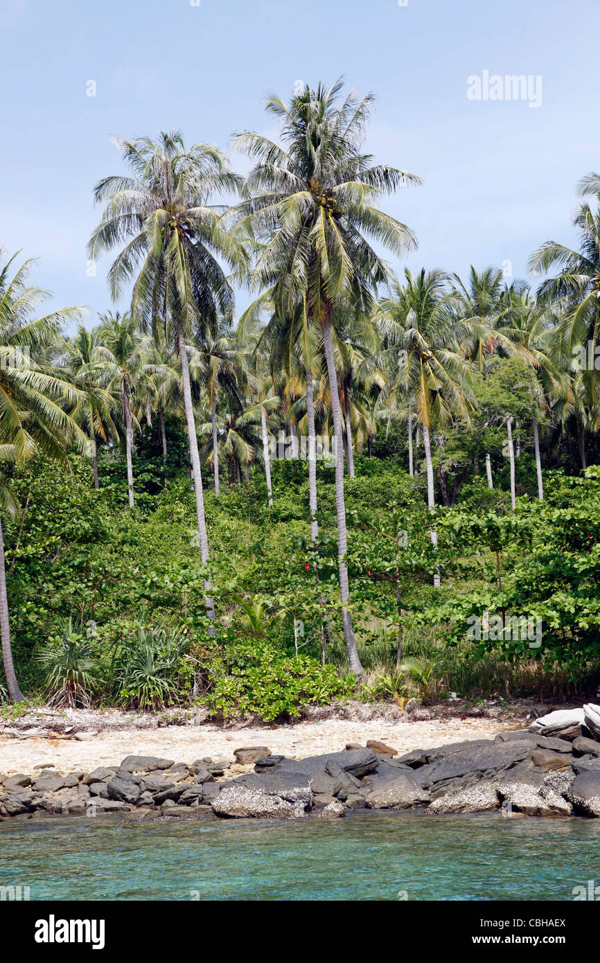 Le palme in un paradiso tropicale spiaggia sabbiosa con chiaro blu verde acqua di mare in ter Bay su Raya Island, Phuket, Tailandia Foto Stock
