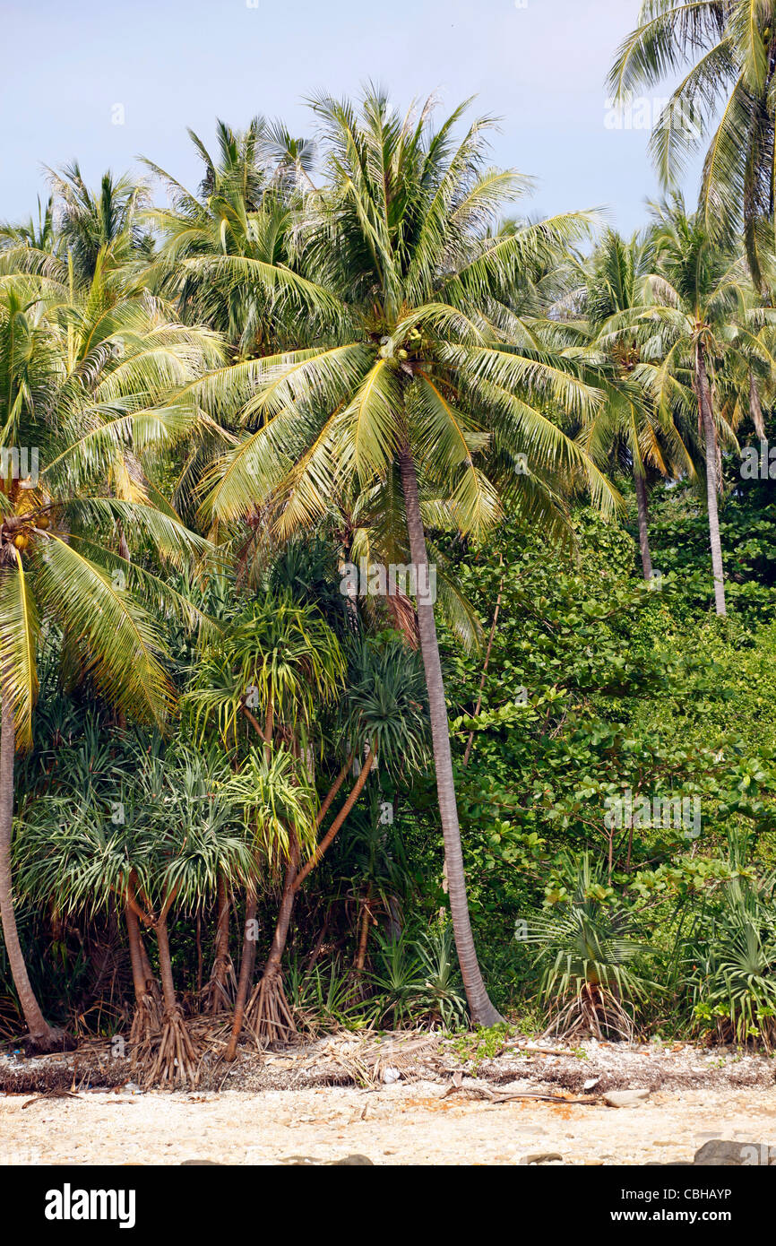 Le palme in un paradiso tropicale spiaggia sabbiosa con chiaro blu verde acqua di mare in ter Bay su Raya Island, Phuket, Tailandia Foto Stock