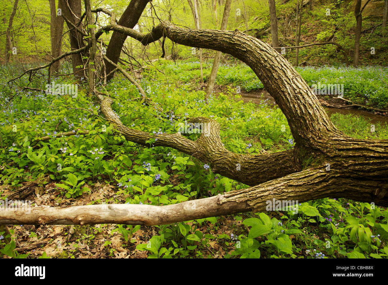 Albero caduto bluebells nella primavera Starved Rock State Park Illinois Foto Stock