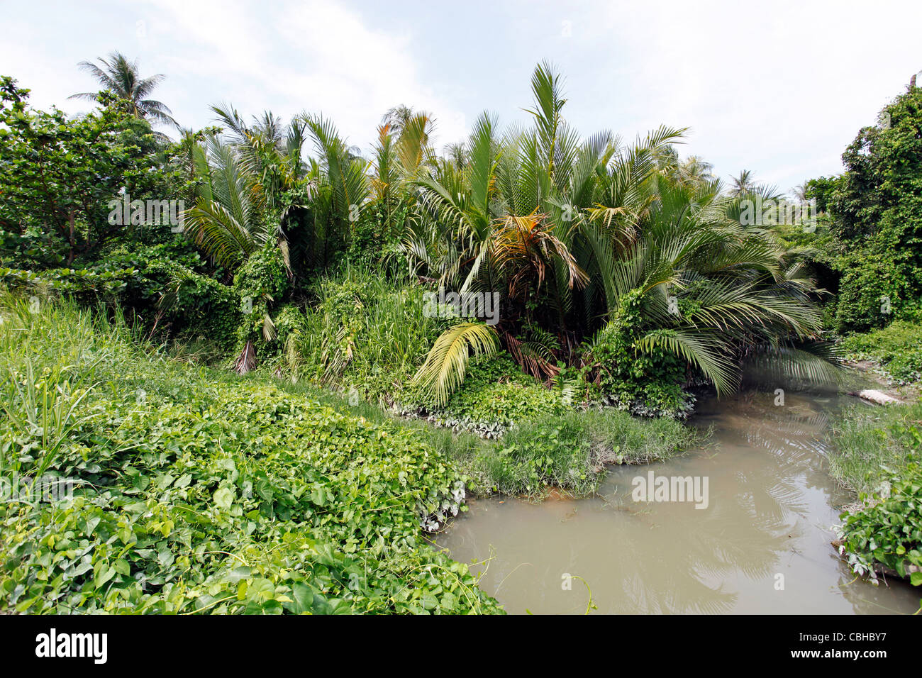 Gli alberi di palma, verde fogliame e sottobosco tropicale su Raya Island, Phuket, Tailandia Foto Stock
