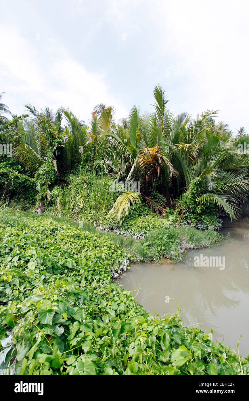 Gli alberi di palma, verde fogliame e sottobosco tropicale su Raya Island, Phuket, Tailandia Foto Stock