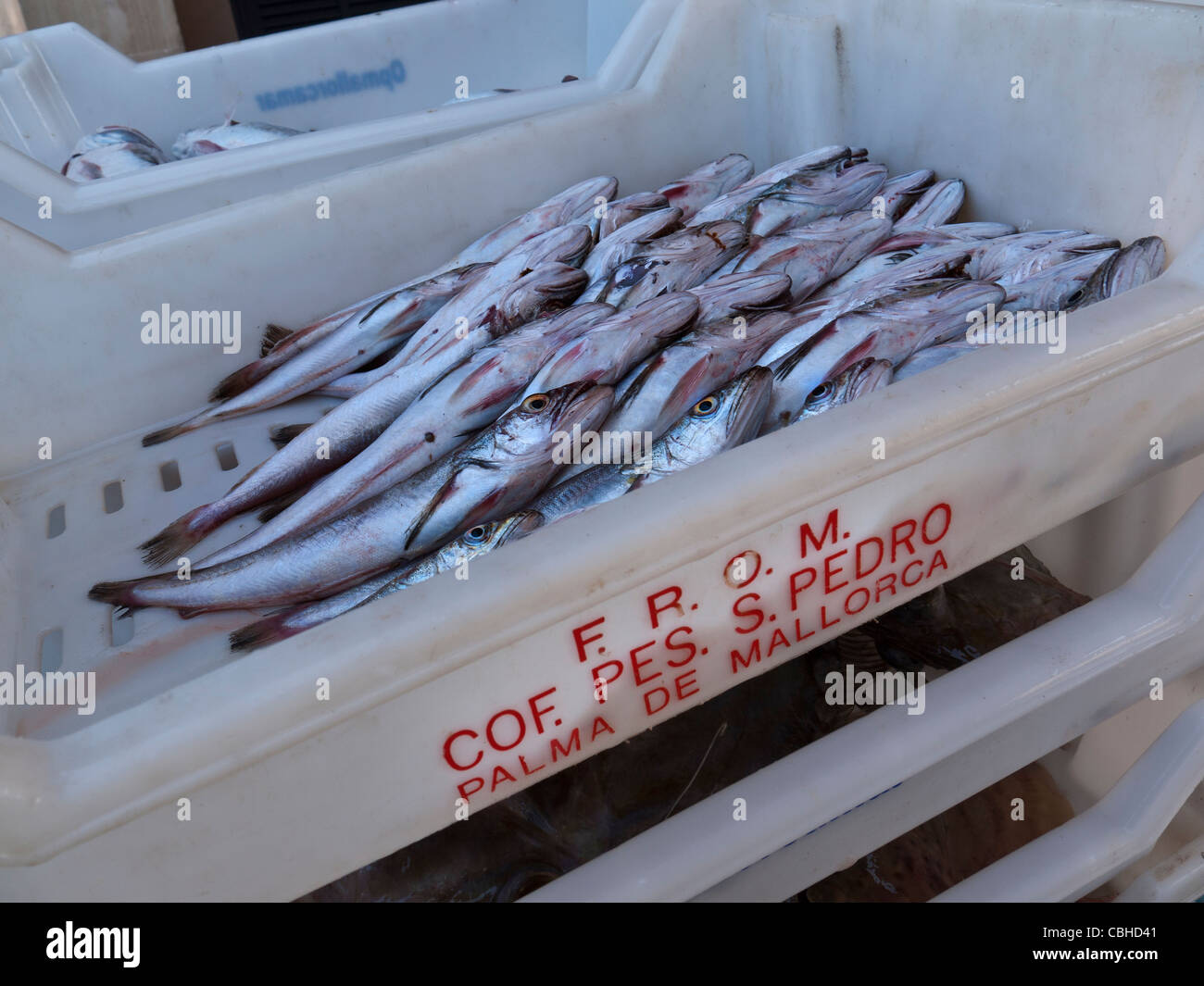 Chiudere la vista sul pesce fresco delle catture sbarcate a Cala Figuera porto peschereccio Mallorca Spagna Spain Foto Stock