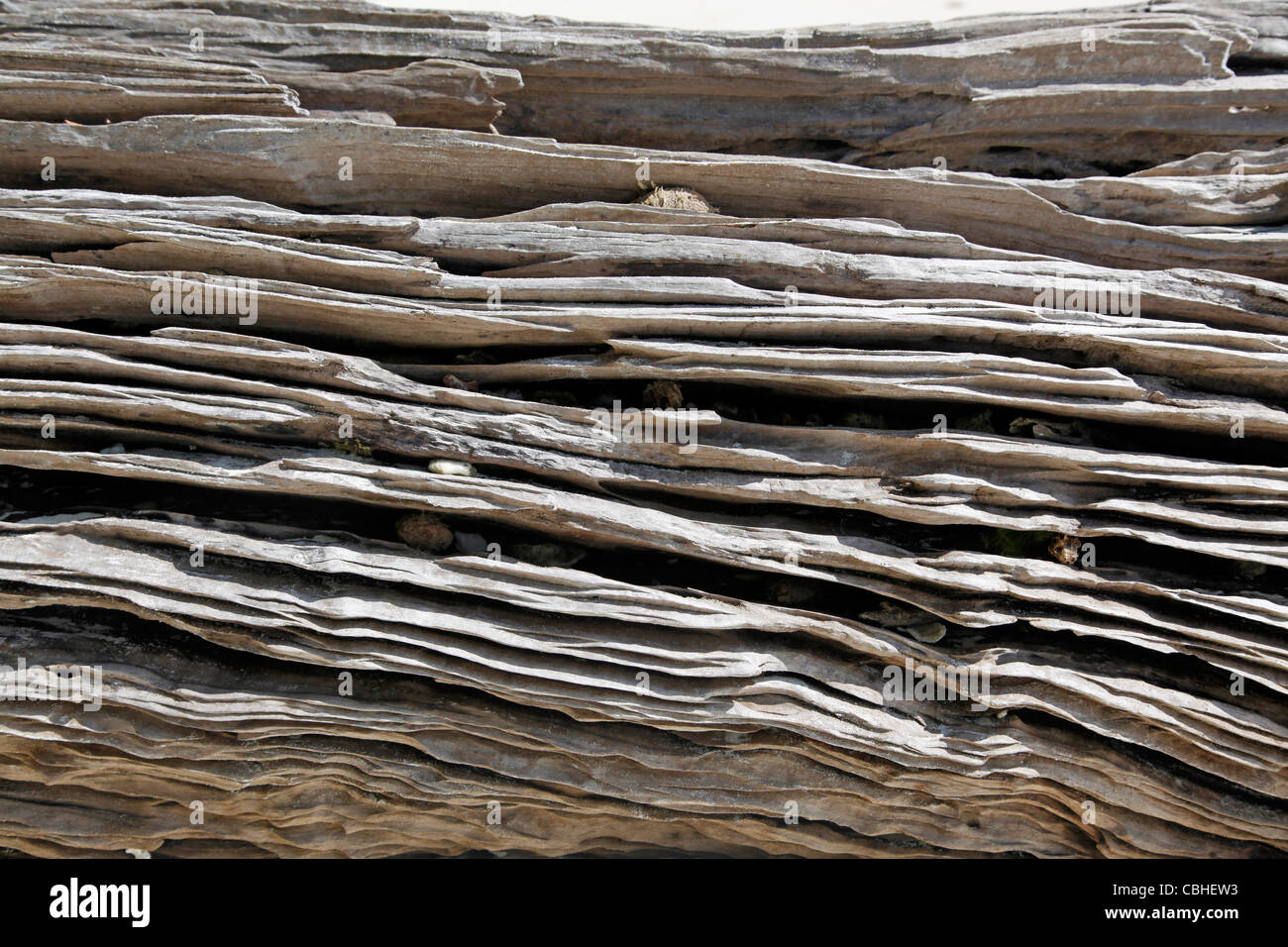 Linee di legno irregolare su un albero caduto su trunk Miang isola, isole Similan, Phang-Nga, vicino a Phuket, Tailandia Foto Stock