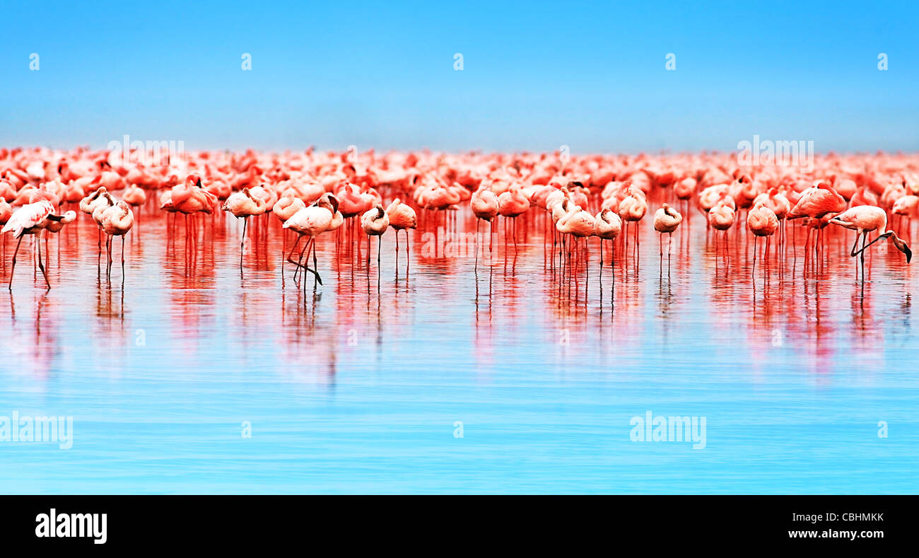 Flamingo uccelli nel lago Nakuru, safari africano, Kenya Foto Stock