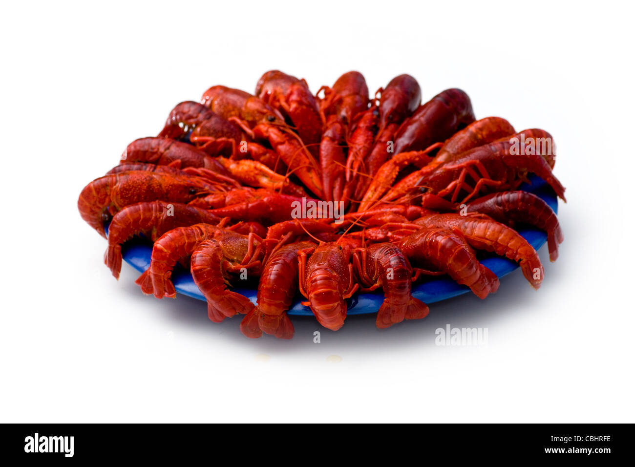 Gamberi di fiume Foto Stock