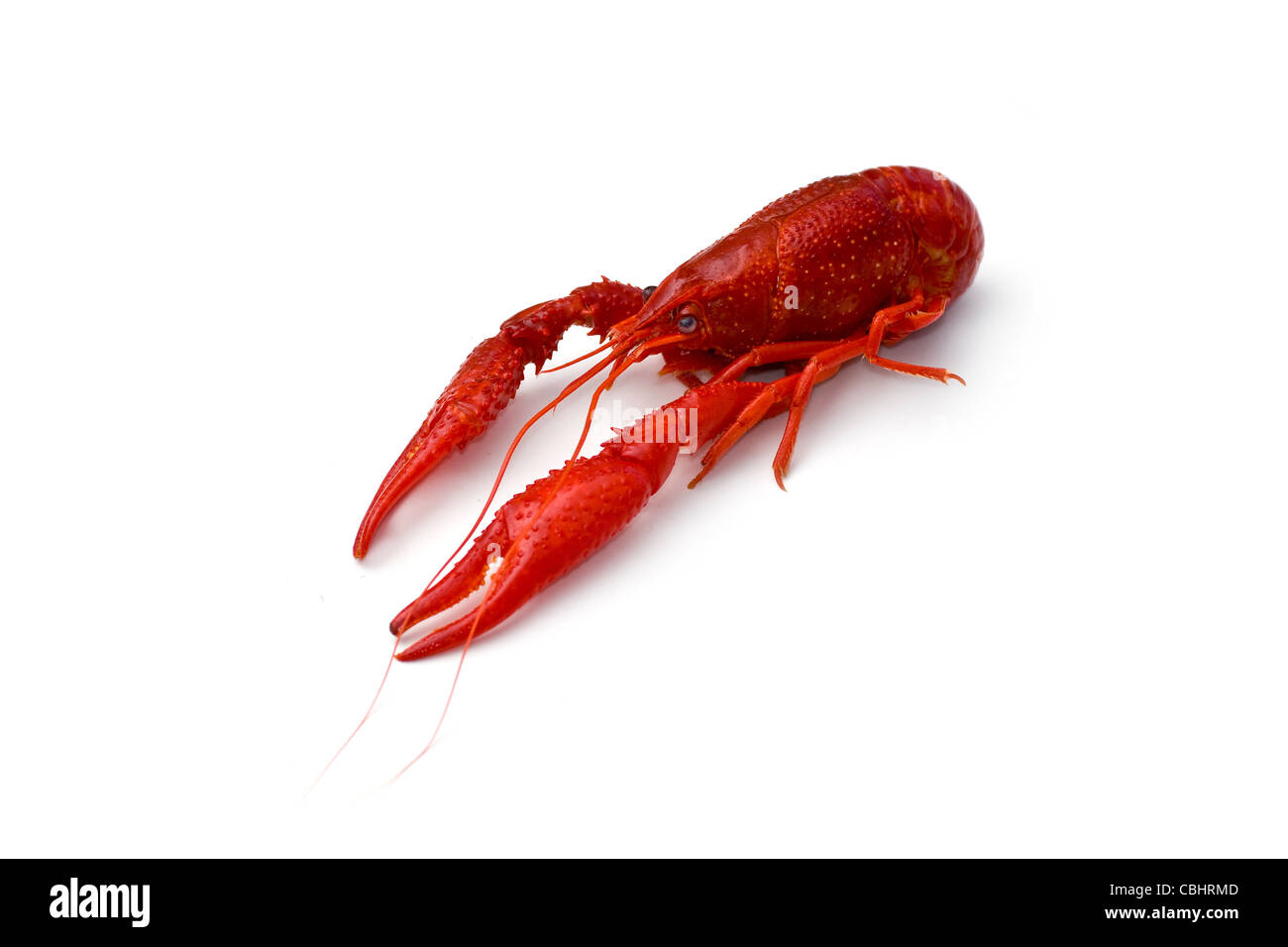 Gamberi di fiume Foto Stock