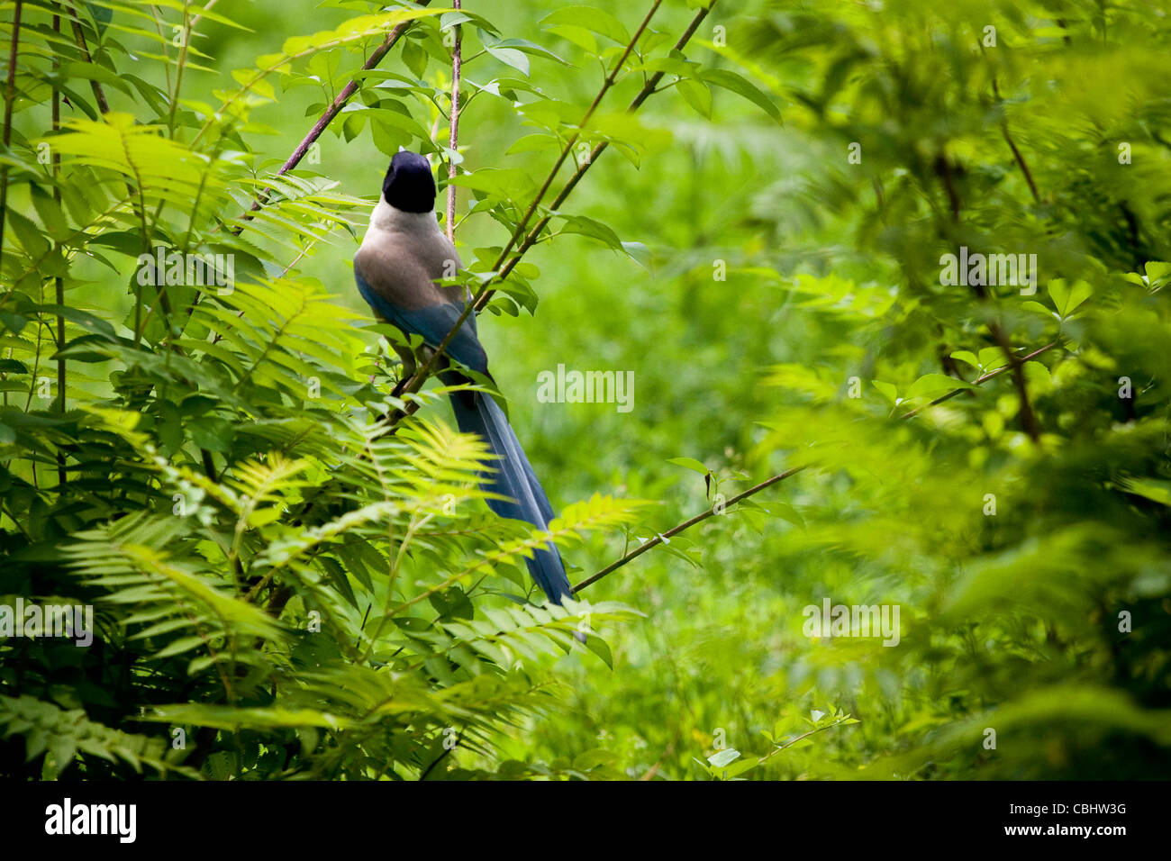 Uccelli in alberi verdi Foto Stock