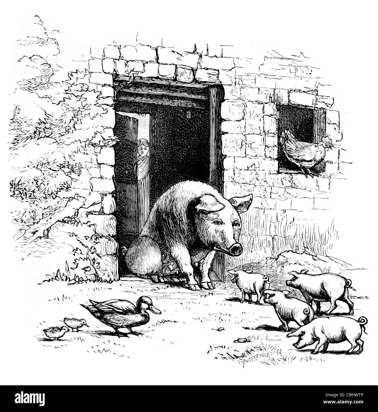 Cabina di Kerry agriturismo suino Suini suinetti piglet duck mallard fienile pollo sty agricoltura di pancetta di maiale Foto Stock