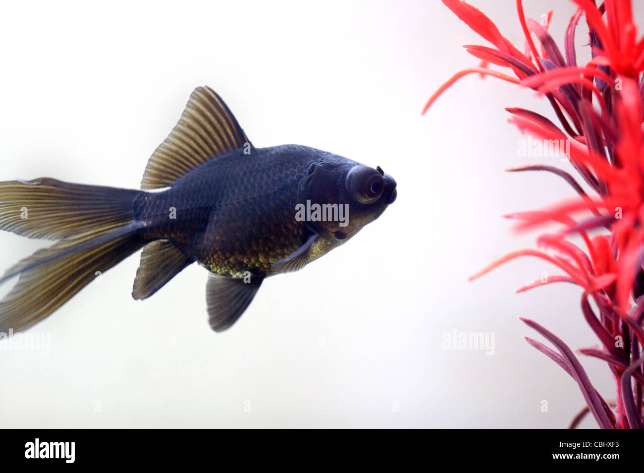 Nero cinese Moor pesci / Globe Eyed pesce nuota in la Fishtank Foto Stock