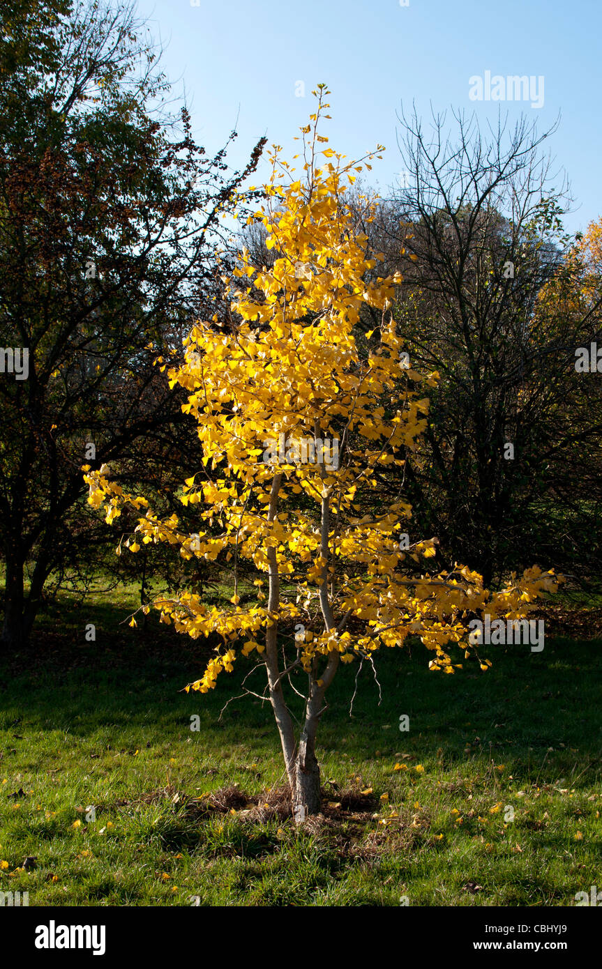 Il Ginkgo biloba Albero in autunno Foto Stock