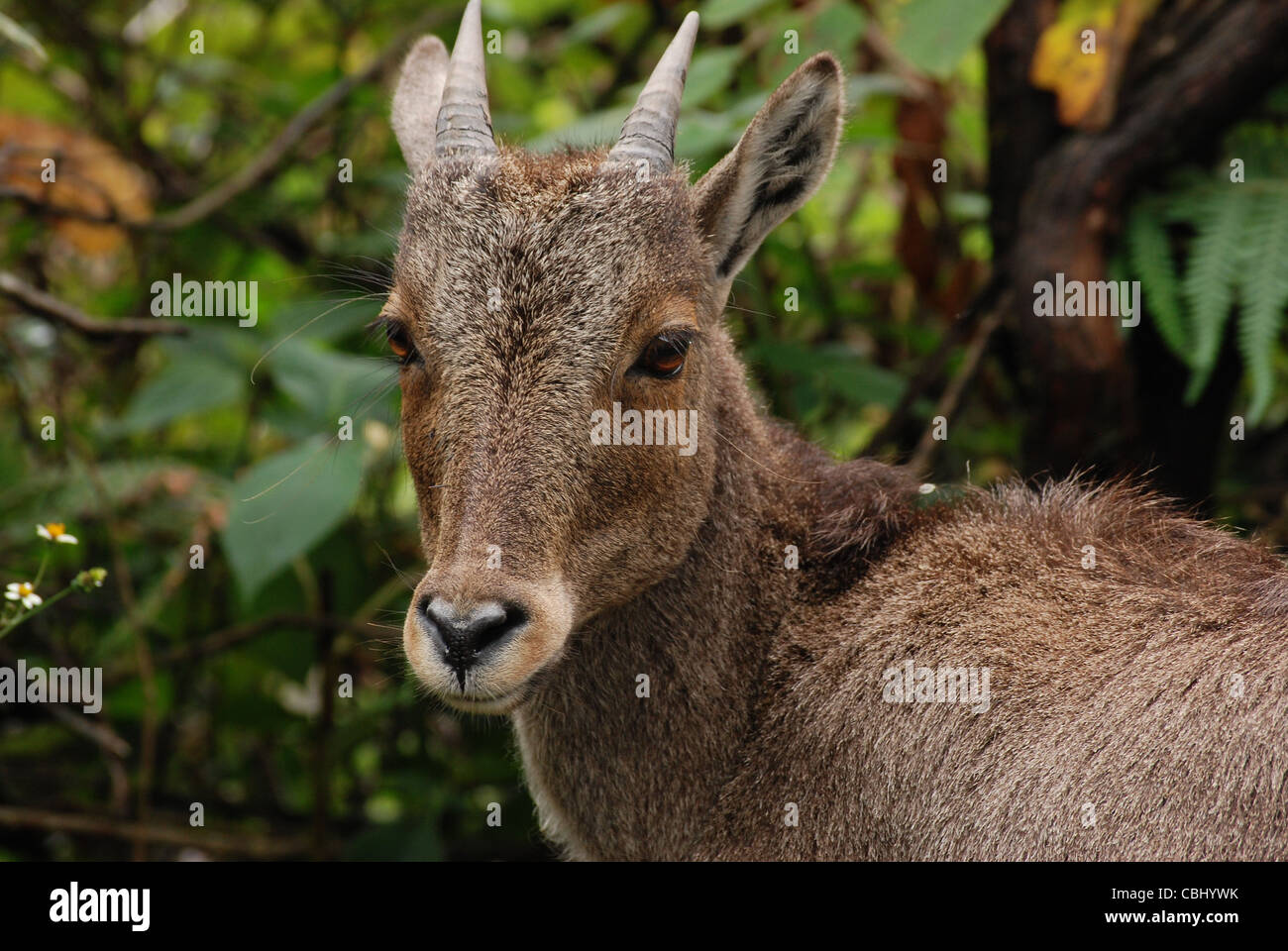 Close up di Nilgiri Tahr; una rara specie di capra rilevato in corrispondenza di eravikulam national park, munnar kerala Foto Stock