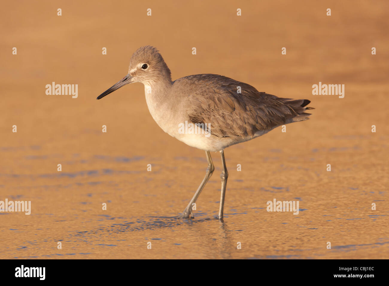 Un Willet (Catoptrophorus semipalmatus) Foraggi per il cibo nel surf colorato dal sole al tramonto. Foto Stock