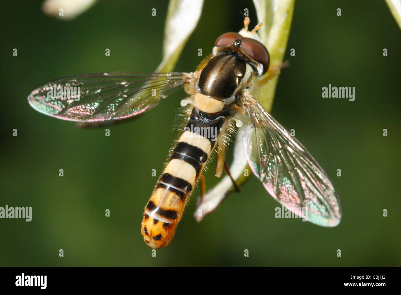 Flower Fly (Sphaerophoria philanthus) - maschio Foto Stock