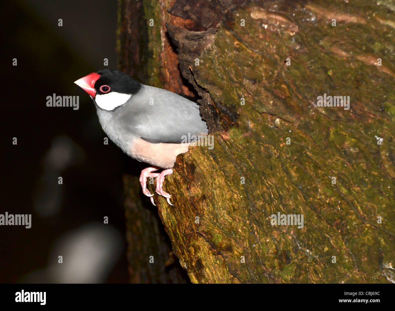 Un Java Finch (Padda Oryzivora) Foto Stock