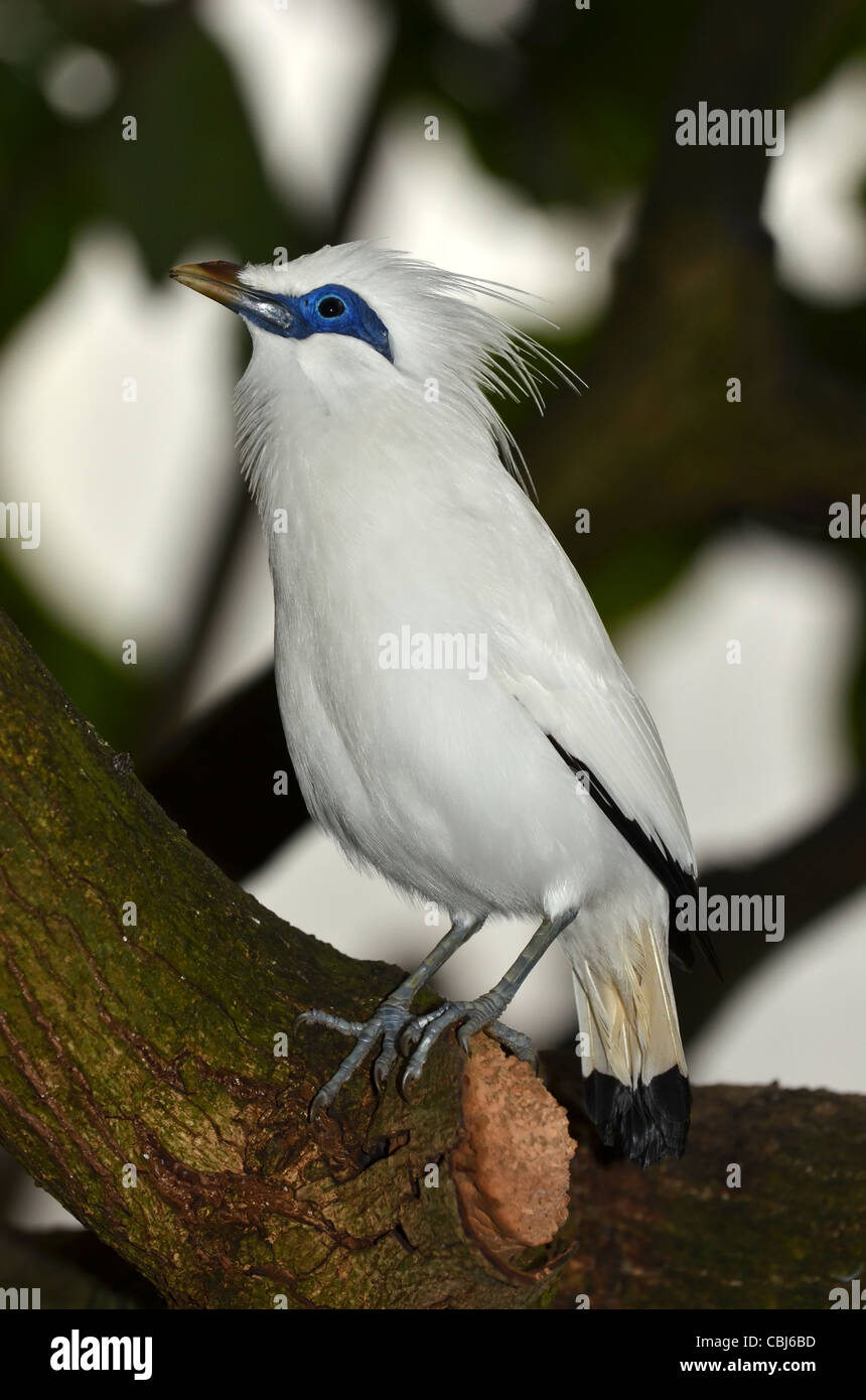 La specie gravemente minacciate Bali starling (leucopsar rotschildi) Foto Stock
