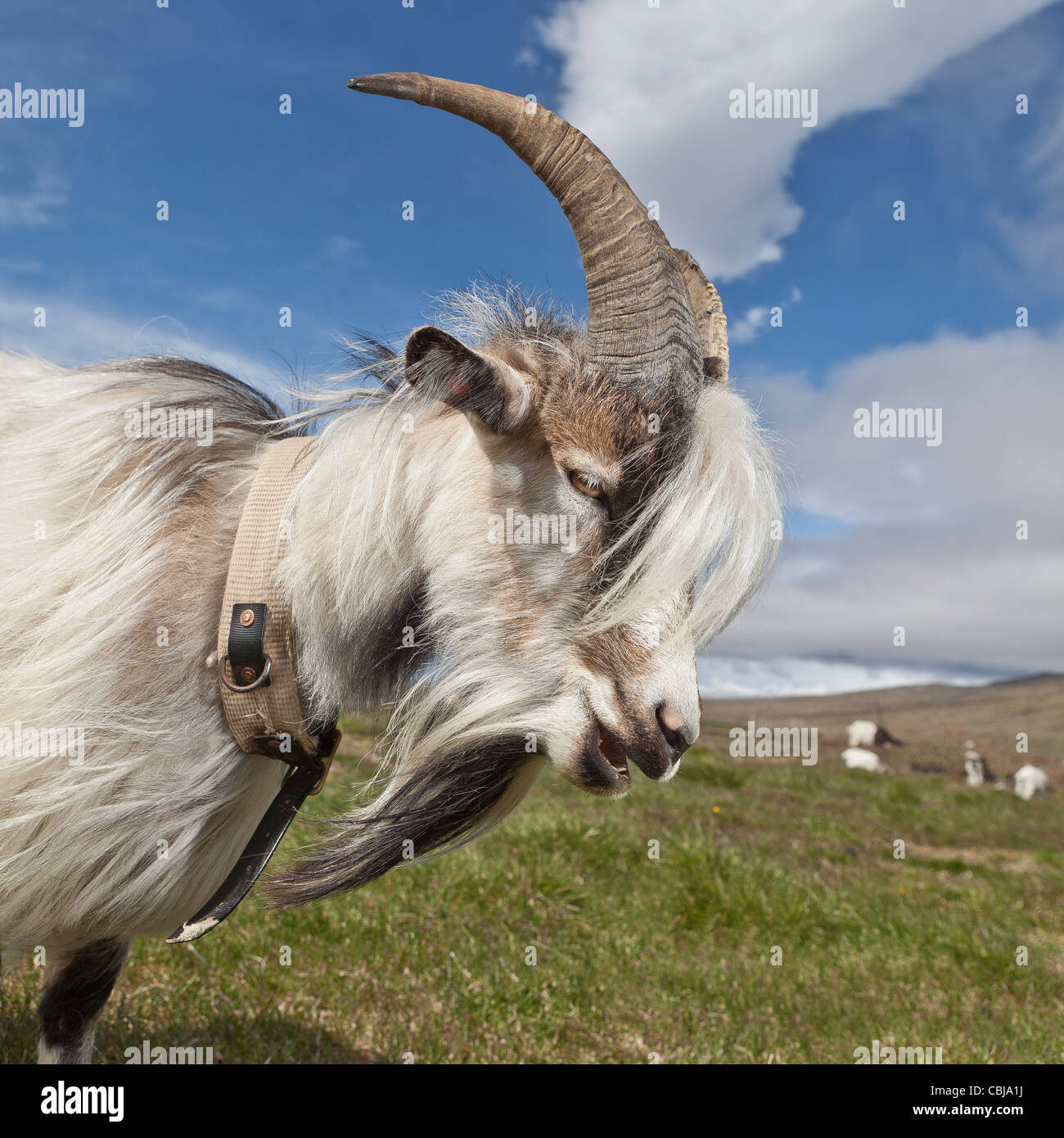 Ritratto di capra, Borgafjordur, Islanda Foto Stock