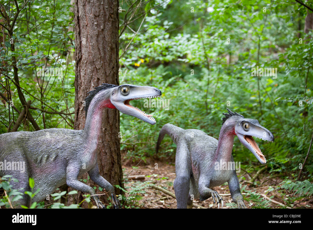 Due dinosauri troodon nei boschi Foto Stock