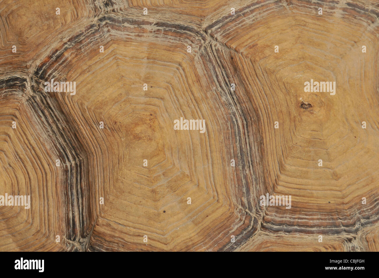 Si tratta di un guscio di una grande tartaruga, vicino. Foto Stock