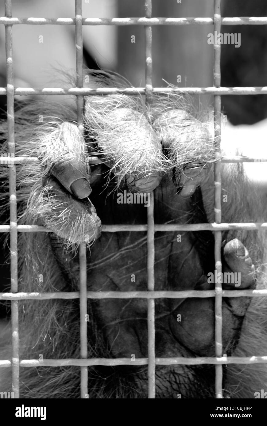 Orangutan mano. (Pongo pygmaeus) Foto Stock