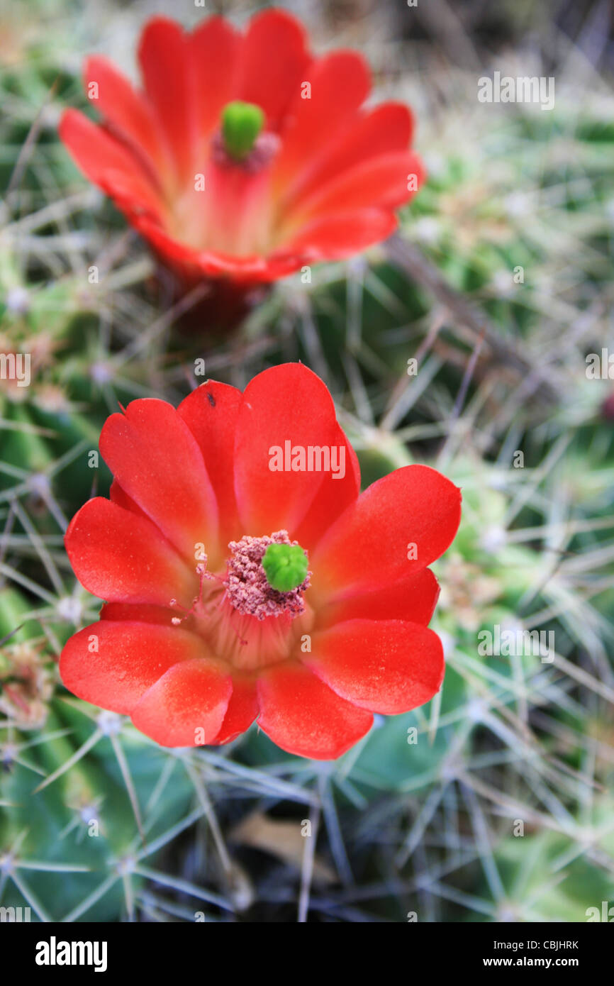 Vista dettagliata del rosso fiori di cactus con il focus sul fiore più vicino Foto Stock