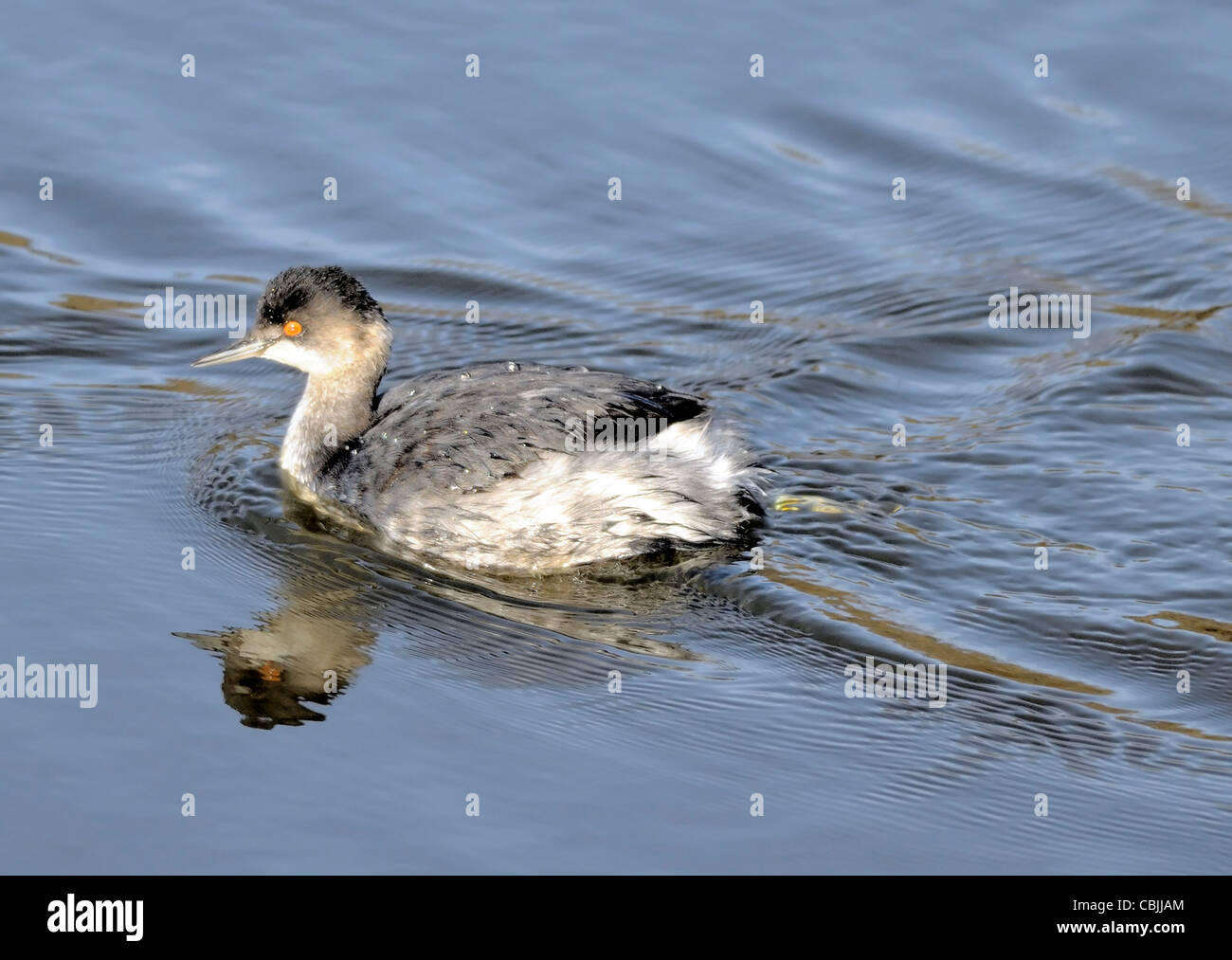 Grebe orecchiabile (Podiceps nigricollis) in piumaggio non riproduttivo che nuota su acque calme, mostrando occhi rossi, cappello scuro e fianchi pallidi. Foto Stock