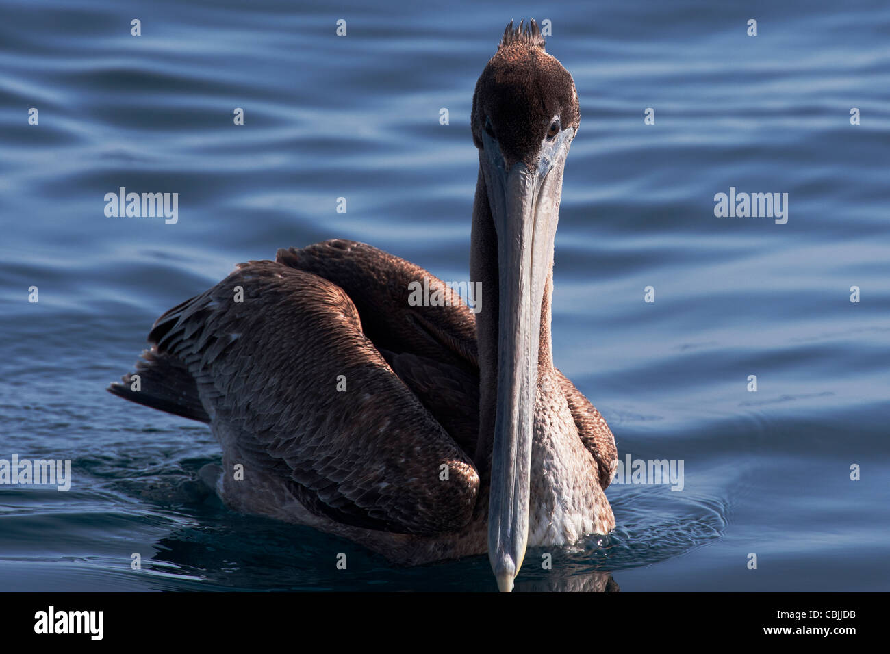 Brown Pelican, (Pelecanus occidentalis), baia di Monterey, California, Oceano Pacifico. Foto Stock