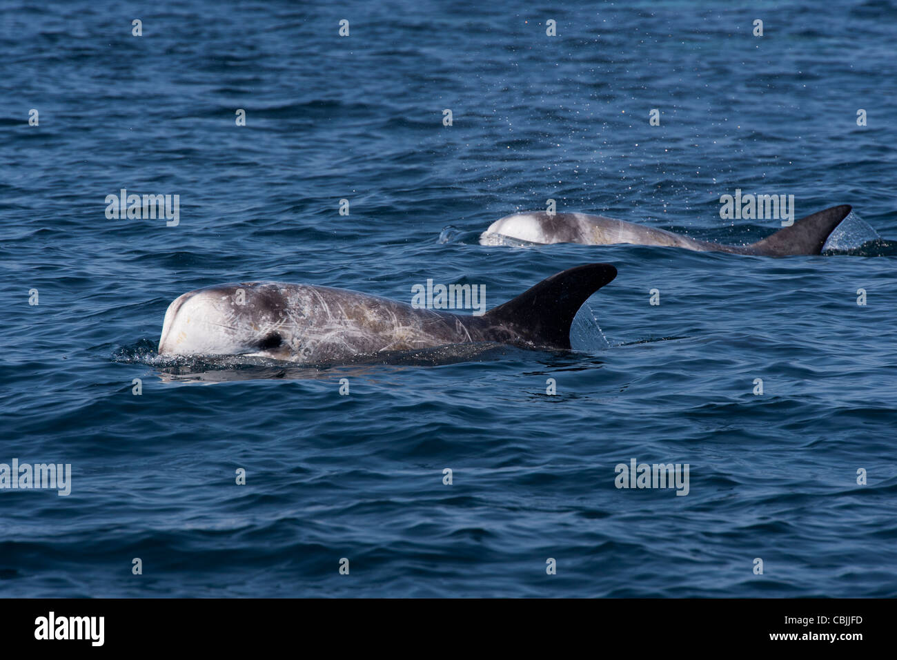 Risso delfini (Grampus griseus) di riporto. Monterey, California, Oceano Pacifico. Foto Stock