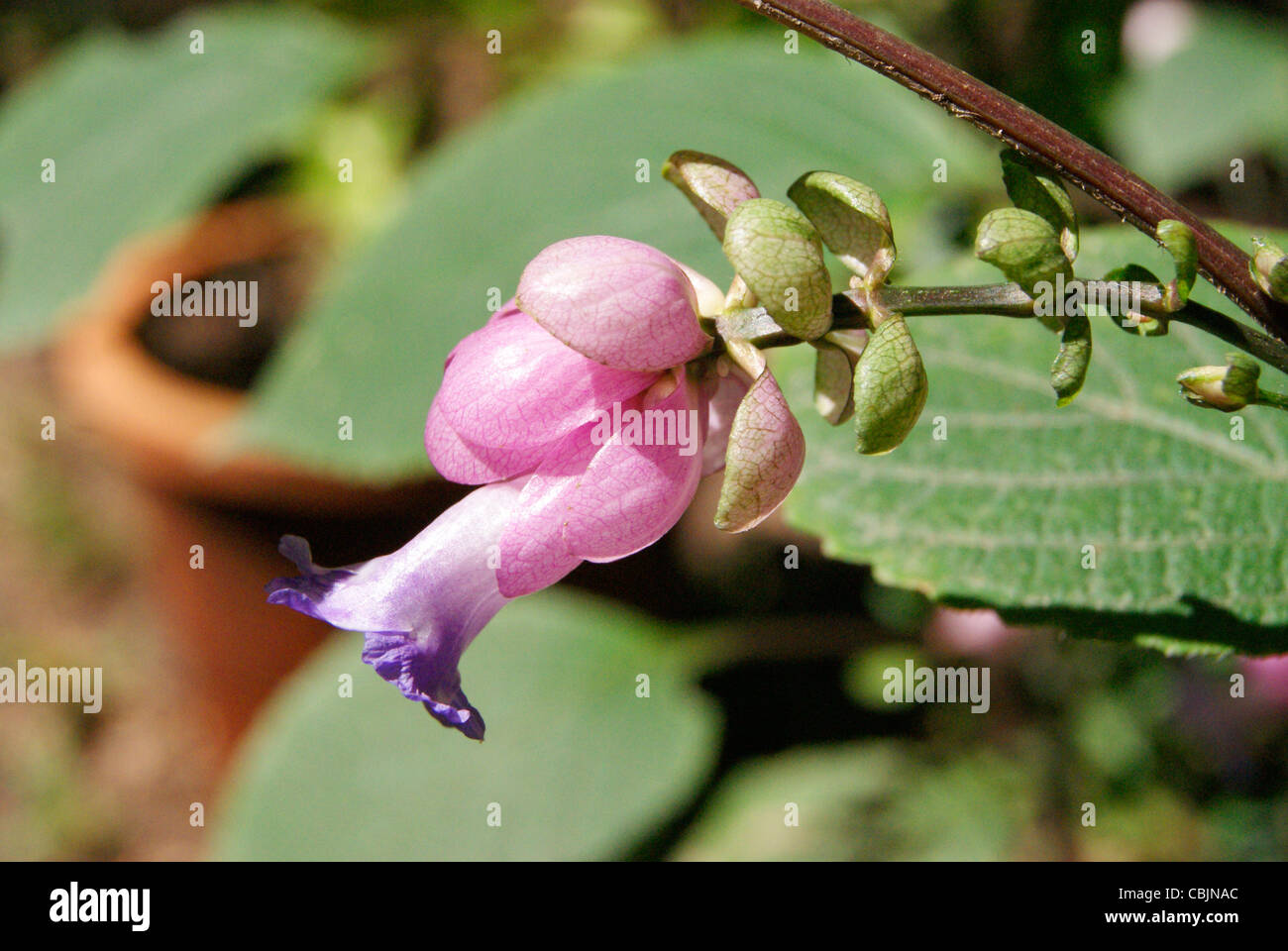 Rare tipico colore misto fiore trovati in Palode Giardino Botanico in India Foto Stock